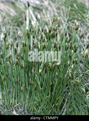 Alloro euforbia Daphne laureola (Thymelaeaceae) Foto Stock