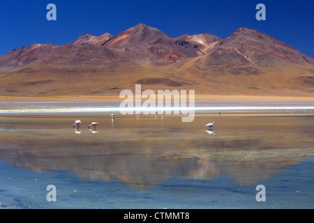 Vista dei fenicotteri a Laguna Celeste del Sudovest della Bolivia, Los Lipez, Bolivia. America del Sud Foto Stock