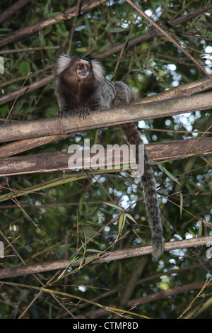 Sagui Monkey sulla cima della montagna di Sugarloaf a Urca, Rio de Janeiro, Brasile Foto Stock