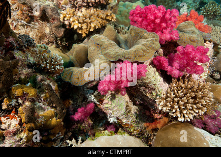 Vongola gigante (Tridacna gigas) con morbido e altri coralli su una scogliera tropicale Foto Stock