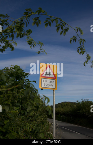 Attenzione pecore segno visivo vicino a Machynlleth, Galles Foto Stock