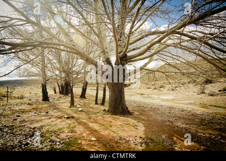 Alberi di pioppo su una giornata invernale e, Sutherland, nel nord della provincia del Capo, in Sud Africa Foto Stock