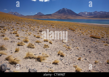 Vista della Laguna Miscanti ad una altitudine di 4300m, los Flamencos riserva nazionale, Cile, Sud America Foto Stock