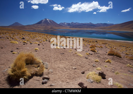 Laguna Miscanti, los Flamencos riserva nazionale, il Deserto di Atacama, Antofagasta Regione Norte Grande, Cile, Sud America Foto Stock