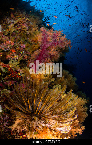 Crinoide e soft coral. Isole Figi Foto Stock