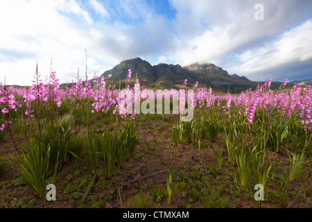 Un basso angolo di visione di un campo di wild Watsonia contro le piste di Helderberg Mountain, Western Cape, Sud Africa Foto Stock