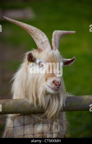 In prossimità di una capra che guarda oltre il recinto Foto Stock