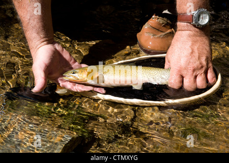 Questo westslope tagliagole Trote (Oncorhynchus clarkii lewisi) è stato catturato in un chiaro ruscello di montagna, MT. Foto Stock