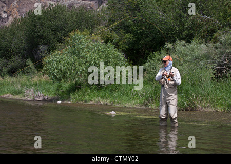 Un pescatore a mosca svolge un bel fiume Missouri trota arcobaleno Foto Stock