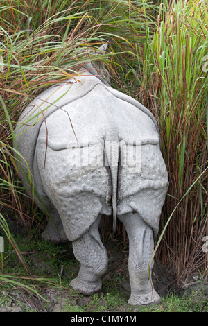 Asiatico-corno di rinoceronte, il Parco Nazionale di Kaziranga, Assam, India Foto Stock