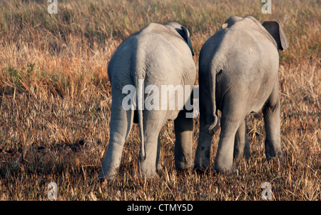 Giovani elefanti, il Parco Nazionale di Kaziranga, Stato di Assam, in India Foto Stock