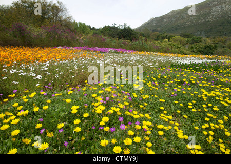 Prato con margherite, Kirstenbosch, Cape Town, Western Cape, Sud Africa Foto Stock