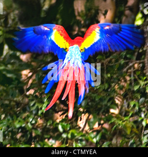 Un scarlet macaw prende il volo Foto Stock