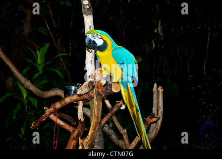 "Arte" blu giallo macaw bird Bloedel Conservatorio floreali Queen Elizabeth Park Vancouver BC Foto Stock