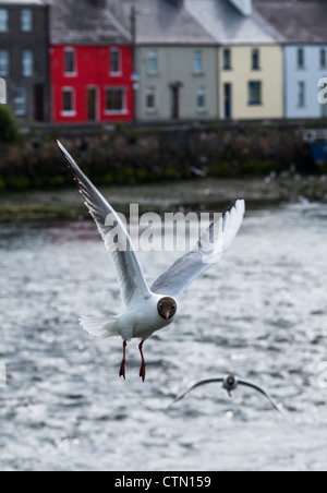 Gabbiani visto da di Claddagh della lunga passeggiata e vecchie banchine al crepuscolo, la città di Galway, Irlanda. Foto Stock