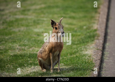 Whipsnade Zoo. Il 27 luglio 2012. Mara Foto Stock