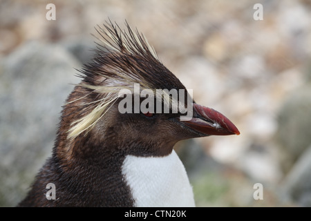 Whipsnade Zoo. Il 27 luglio 2012. Pinguino saltaroccia Foto Stock