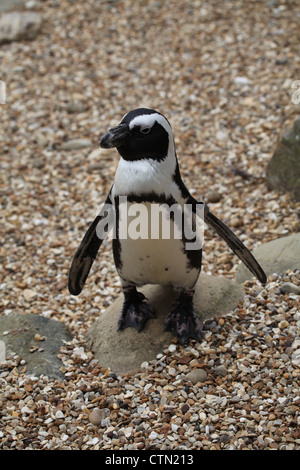 Whipsnade Zoo. Il 27 luglio 2012. Blackfooted pinguino africano Foto Stock