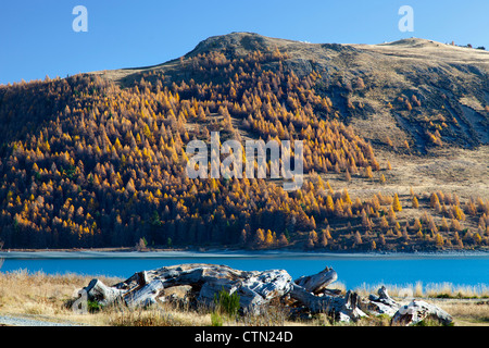 I colori autunnali, Lago Tekapo Nuova Zelanda Foto Stock