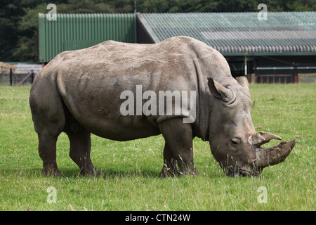 Whipsnade Zoo. Il 27 luglio 2012. Rinoceronte bianco Foto Stock