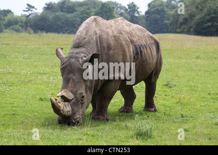 Whipsnade Zoo. Il 27 luglio 2012. Rinoceronte bianco Foto Stock