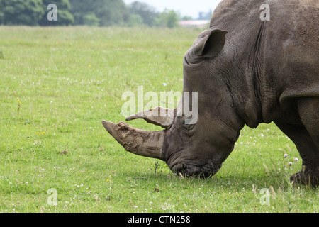 Whipsnade Zoo. Il 27 luglio 2012. Rinoceronte bianco Foto Stock