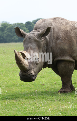 Whipsnade Zoo. Il 27 luglio 2012. Rinoceronte bianco Foto Stock