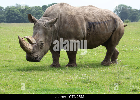 Whipsnade Zoo. Il 27 luglio 2012. Rinoceronte bianco Foto Stock