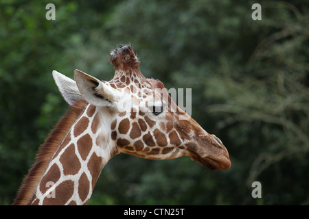 Whipsnade Zoo. Il 27 luglio 2012. Giraffa reticolata Foto Stock