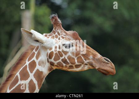 Whipsnade Zoo. Il 27 luglio 2012. Giraffa reticolata Foto Stock