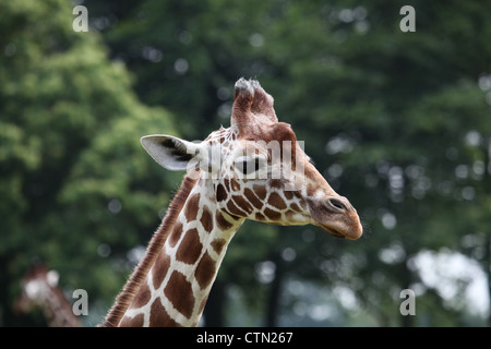 Whipsnade Zoo. Il 27 luglio 2012. Giraffa reticolata Foto Stock