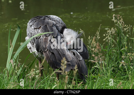 Whipsnade Zoo. Il 27 luglio 2012. Syncro meridionale Foto Stock