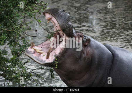 Whipsnade Zoo. Il 27 luglio 2012. Ippopotamo con la bocca aperta Foto Stock