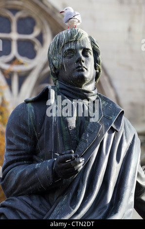 Rosso-fatturati gull si appollaia su statua di Robbie Burns, Dunedin in Nuova Zelanda Foto Stock