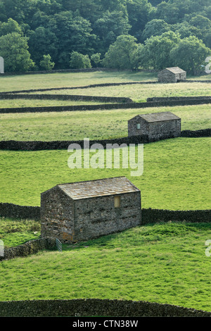 Tipiche pareti in pietra e fienili in estate la luce a Gunnerside in Swaledale, nello Yorkshire, Inghilterra Foto Stock