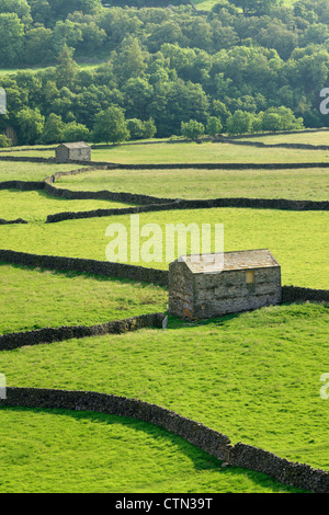 Tipiche pareti in pietra e fienili in estate la luce a Gunnerside in Swaledale, nello Yorkshire, Inghilterra Foto Stock