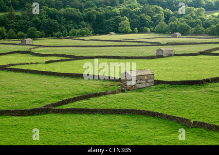 Tipiche pareti in pietra e fienili in estate la luce a Gunnerside in Swaledale, nello Yorkshire, Inghilterra Foto Stock