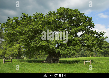 La bella Crusader oak Stock Gaylard estate 20 Maggio 2008 Foto Stock