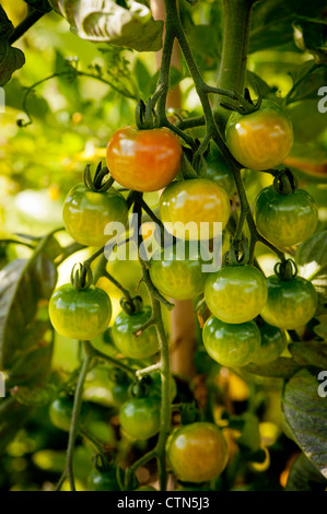 Pomodori ciliegini maturano sulla vite che cresce all'esterno. Foto Stock