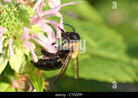 American Bumblebee sulla Wild Bergamotto Foto Stock