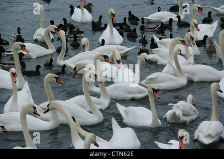 I cigni sul lago. Foto Stock