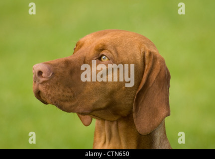 Vizsla-colpo alla testa Foto Stock