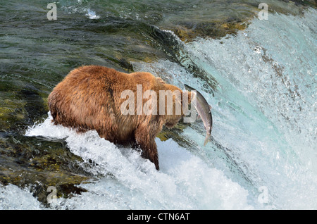 Un orso bruno ha cercato di catture di salmone di salto al Brooks Falls. Parco Nazionale e Riserva di Katmai. Alaska, Stati Uniti d'America. Foto Stock