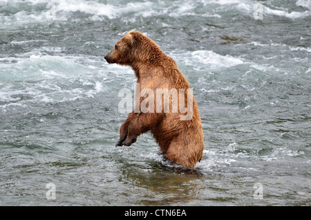 Un orso bruno in piedi sulle zampe posteriori nel fiume Brooks. Parco Nazionale e Riserva di Katmai. Alaska, Stati Uniti d'America. Foto Stock