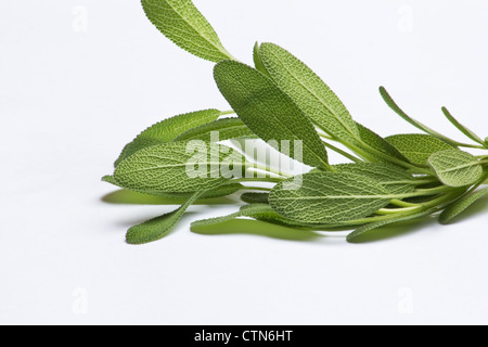 Salvia (salvia officinalis) ciuffi su sfondo bianco Foto Stock