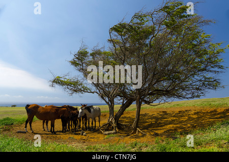 Cavalli sotto un albero, Big Island, Hawaii, STATI UNITI D'AMERICA Foto Stock