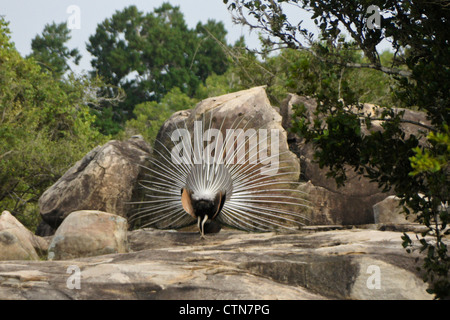 Maschio blu indiano peafowl (peacock) visualizzare (vista posteriore), Yala National Park, Sri Lanka Foto Stock