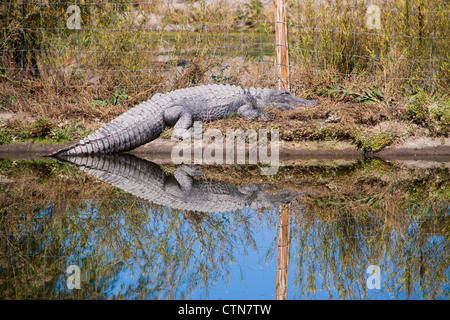 Alligatore al 'Colorado Gators Reptile Park' - questi 'Gators' ripuliscono l'acqua per una fattoria di pesce e istruiscono il pubblico sui rettili, Alimosa, Colorado. Foto Stock