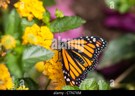 Monarch Butterfly, Danaus plexippus, presso Wildseed Farms a Fredericksburg, Texas. Foto Stock