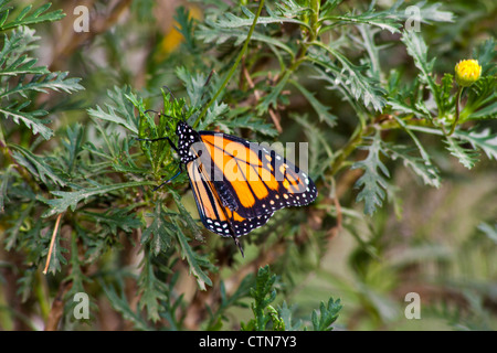 Monarch Butterfly, Danaus plexippus, presso Wildseed Farms a Fredericksburg, Texas. Foto Stock